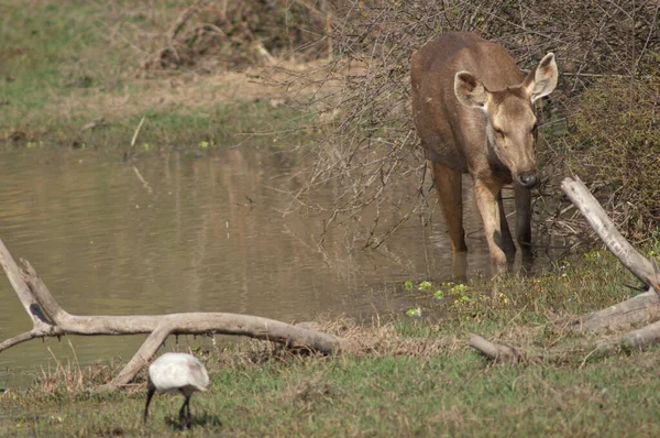 Sambar detrás de Rusa unicolor comiendo en una laguna. —  Fotos de Stock