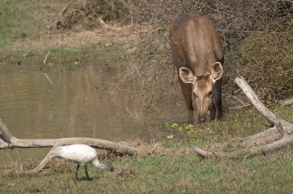 Sambar detrás de Rusa unicolor alimentándose en una laguna. —  Fotos de Stock