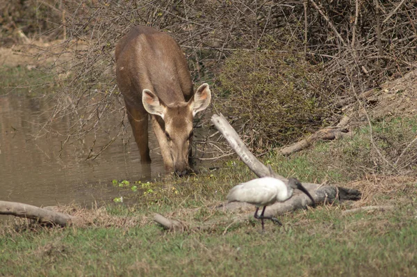 Sambar hind Rusa unicolor utfodring i en lagun. — Stockfoto