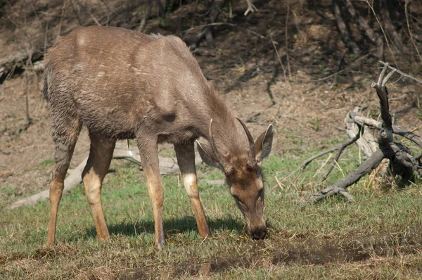 Sambar ciervo Rusa unicolor alimentación en un prado. — Foto de Stock