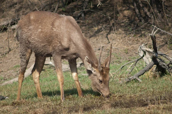 Sambar ciervo Rusa unicolor alimentación en un prado. — Foto de Stock