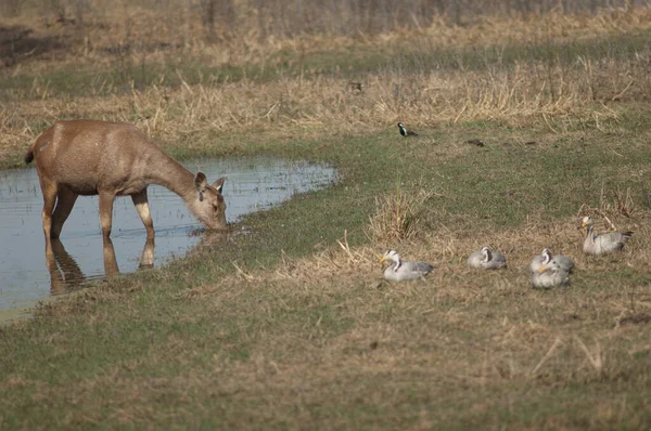 Sambar Rusa unicolor alimentándose en una laguna. —  Fotos de Stock