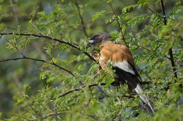 Ruige boompje Dendrocitta vagabunda op een boom. — Stockfoto