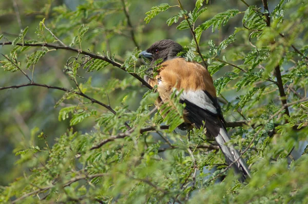 Рыжеволосый древесный лишай Dendrocitta vagabunda на дереве. — стоковое фото