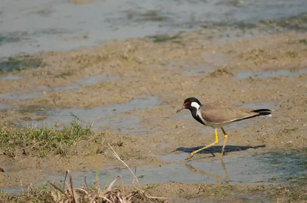 Vanellus indicus vermelho-wattled em uma lagoa. — Fotografia de Stock