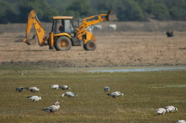 Gansos de cabeça de barra Anser indicus alimentação e trator trabalhando em segundo plano. — Fotografia de Stock