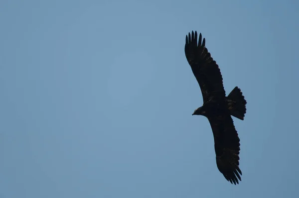 Steppe eagle Aquila nipalensis in flight at Keoladeo Ghana National Park. — Stock Photo, Image