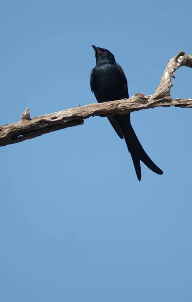 Zwarte drongo Dicrurus macrocercus op een tak. — Stockfoto