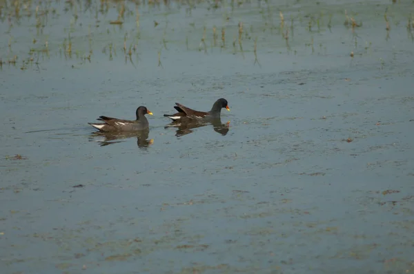 Vanlige moorhens Gallinula chloropus i en dam. – stockfoto