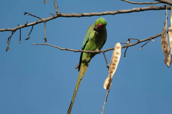 Erkek gül halkalı papağan Psittacula krameri tohum yiyor.. — Stok fotoğraf