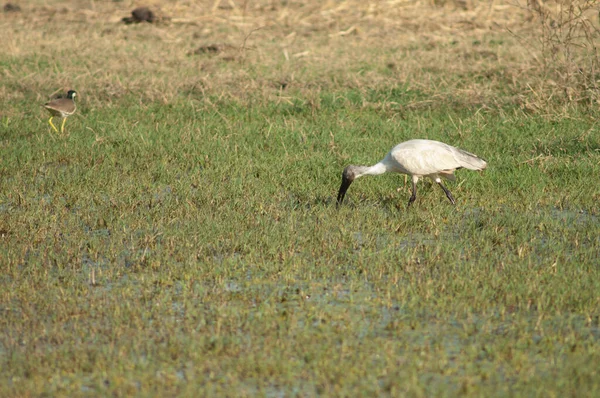 Ibis Threskiornis melanocephalus de cabeça preta à procura de comida. — Fotografia de Stock