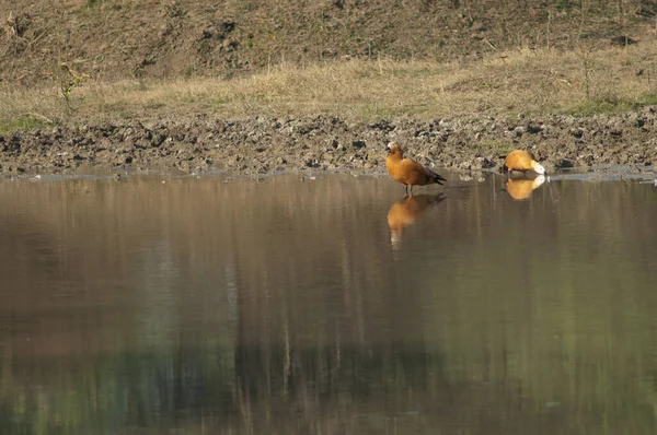 Par de pato ruddy Tadorna ferruginea en un estanque. —  Fotos de Stock