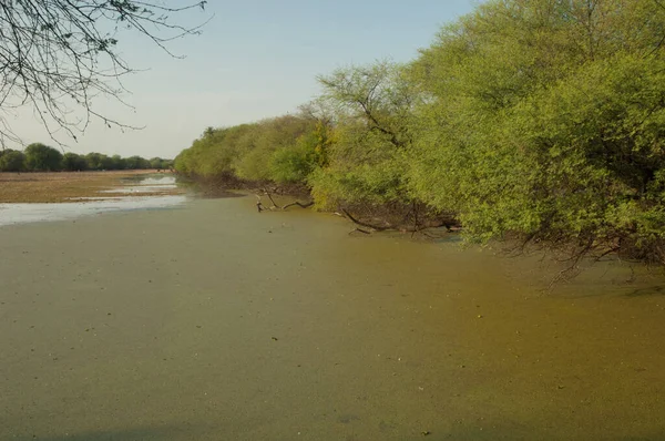 Lagúna a Keoladeo Ghána Nemzeti Parkban Bharatpurban. — Stock Fotó