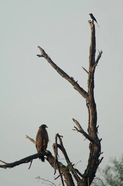 Crested serpent eagle at the bottom and black drongo at the top. — Stock Photo, Image