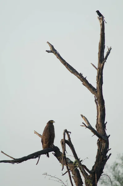 Крейдяний змій орел внизу і чорний дронго у верхній частині . — стокове фото