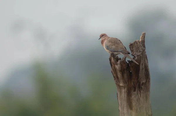 Smějící se holubice Streptopelia senegalensis na kmeni stromu. — Stock fotografie