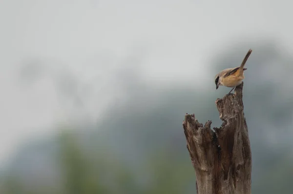 Shrike de cola larga Lanius schach en un tronco de árbol. —  Fotos de Stock