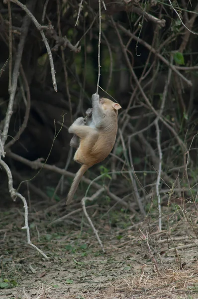 Joven macaco rhesus Macaca mulata colgando de una rama. — Foto de Stock