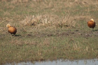 Bir lagünün yanında bir çift kabuklu ördek..