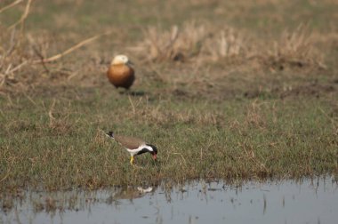 Kırmızı kanatlı Vanellus yiyecek arayışında..