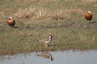 Bir lagünün yanında bir çift kabuklu ördek..