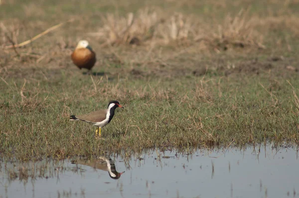 Lagündeki kırmızı kanatlı Vanellus göstergesi.