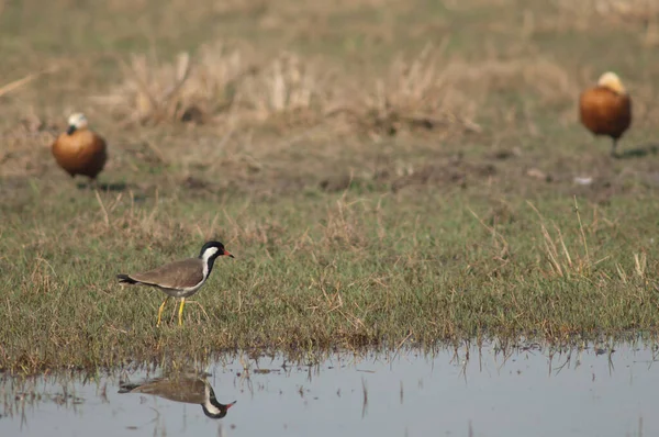 Lagündeki kırmızı kanatlı Vanellus göstergesi.