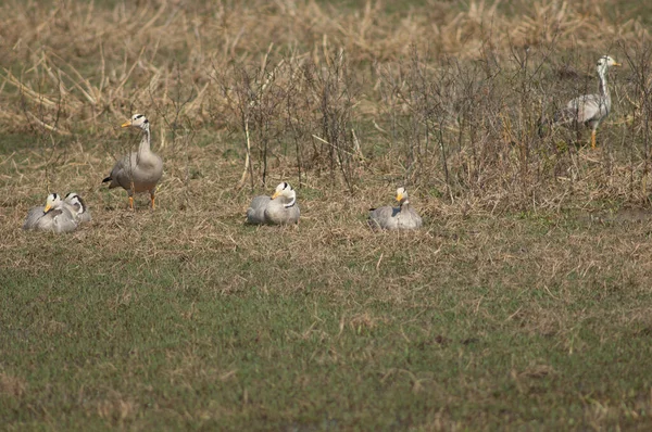 Gebarsten ganzen Anser indicus rusten in een weiland. — Stockfoto
