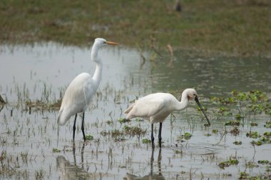 Solda Büyük Akbalıkçıl Ardea Alba ve sağda Avrasya kaşık gagalı Platalea lökositi. Keoladeo Gana Ulusal Parkı. Bharatpur. Rajasthan. Hindistan.