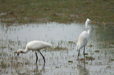Avrasya kaşık gagalı Platalea lökositi solda ve büyük balıkçıl Ardea alba sağda. Keoladeo Gana Ulusal Parkı. Bharatpur. Rajasthan. Hindistan.