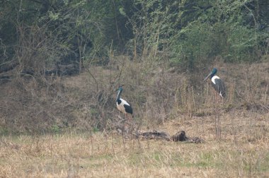 Keoladeo Gana Ulusal Parkı 'nda siyah boyunlu leylekler Ephippiorhynchus asiaticus. Bharatpur. Rajasthan. Hindistan.