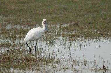 Avrasya Spoonbill Platalea lucorodia 'sı bir gölde. Keoladeo Gana Ulusal Parkı. Bharatpur. Rajasthan. Hindistan.