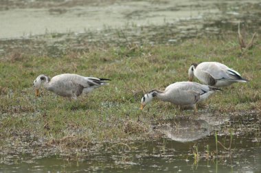 Çubuk kafalı kazlar Anser yiyecek arıyor. Keoladeo Gana Ulusal Parkı. Bharatpur. Rajasthan. Hindistan.