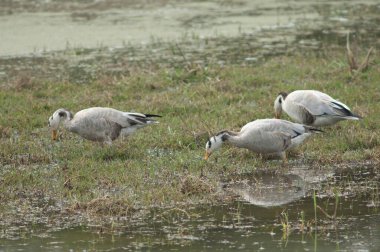Bar-headed geese Anser indicus searching for food. Keoladeo Ghana National Park. Bharatpur. Rajasthan. India. clipart