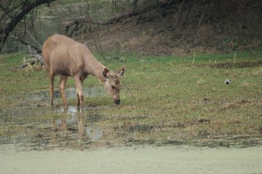 Sambar arka tekboynuz otluyor. Keoladeo Gana Ulusal Parkı. Bharatpur. Rajasthan. Hindistan.