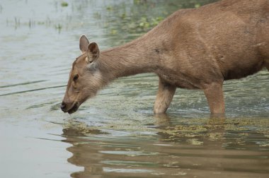 Sambar arka tekboynuz bir gölde otluyor. Keoladeo Gana Ulusal Parkı. Bharatpur. Rajasthan. Hindistan.