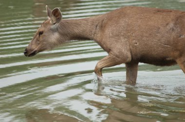 Sambar arka bahçesinde tek renkli bir lagün. Keoladeo Gana Ulusal Parkı. Bharatpur. Rajasthan. Hindistan.