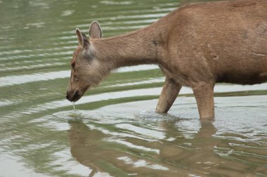 Sambar arka tekboynuz bir gölde otluyor. Keoladeo Gana Ulusal Parkı. Bharatpur. Rajasthan. Hindistan.