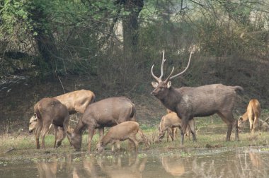 Bir sambar Rusa unicolor sürüsü. Keoladeo Gana Ulusal Parkı. Bharatpur. Rajasthan. Hindistan.