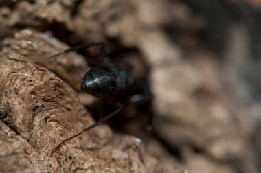 Camponotus karınca kompres görüntüsü. Keoladeo Gana Ulusal Parkı. Bharatpur. Rajasthan. Hindistan.