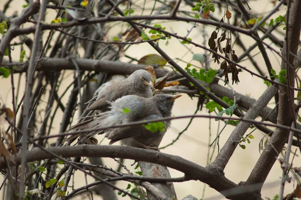 Babblers Selva Turdoides Estriado Aseo Parque Nacional Keoladeo Ghana Bharatpur — Foto de Stock