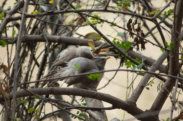 Babblers Selva Turdoides Estriado Aseo Parque Nacional Keoladeo Ghana Bharatpur — Foto de Stock