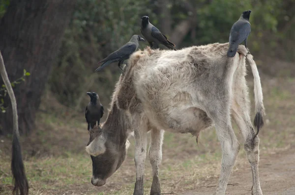 Casa Cuervos Corvus Esplendor Joven Cebú Bos Primigenius Indicus Parque —  Fotos de Stock