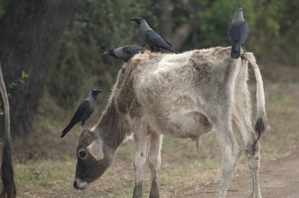 Casa Cuervos Corvus Esplendor Joven Cebú Bos Primigenius Indicus Parque —  Fotos de Stock