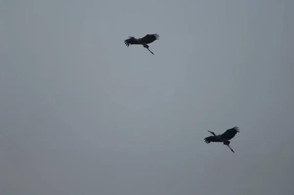 Bemalte Störche Mycteria Leucocephala Flug Keoladeo Ghana Nationalpark Bharatpur Rajasthan — Stockfoto