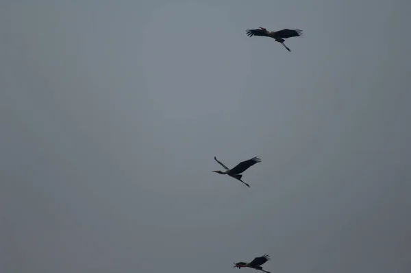 Cigüeñas Pintadas Mycteria Leucocephala Vuelo Parque Nacional Keoladeo Ghana Bharatpur —  Fotos de Stock