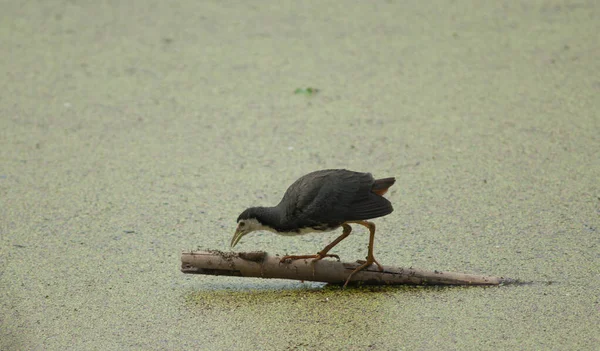 Gallina Agua Pecho Blanco Amaurornis Phoenicurus Una Laguna Parque Nacional — Foto de Stock