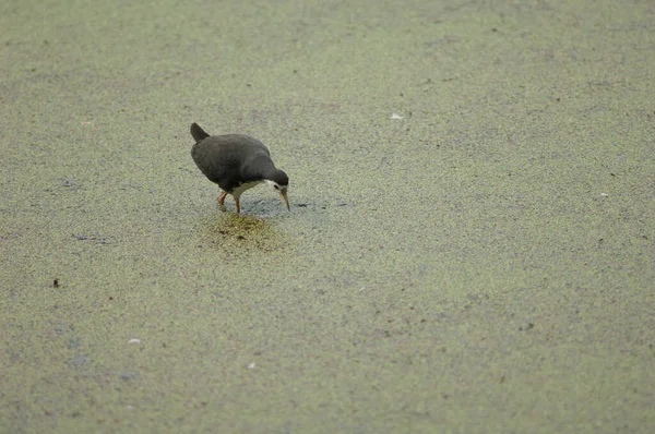 Gallina Acqua Dal Petto Bianco Amaurornis Phoenicurus Prede Stalking Parco — Foto Stock