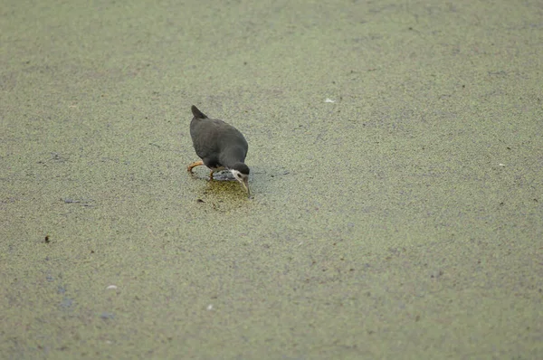 Galinha Peito Branco Amaurornis Phoenicurus Que Persegue Presas Parque Nacional — Fotografia de Stock