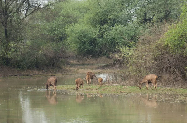 Stado Sambar Rusa Jednokolorowy Wypas Park Narodowy Keoladeo Ghana Bharatpur — Zdjęcie stockowe